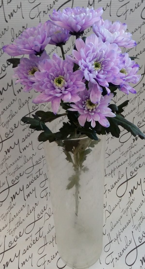 Хризантема веточная "Зембла" фиолетовая