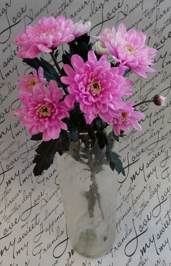 Хризантема веточная "Зембла" розовая