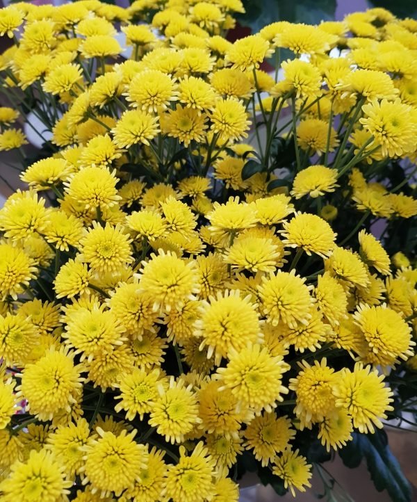 Хризантема веточная "Сталлион" желтая
